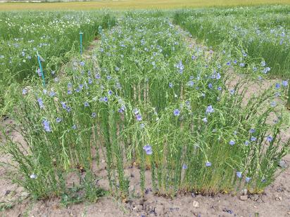 Click for 1 image(s) for this accession.